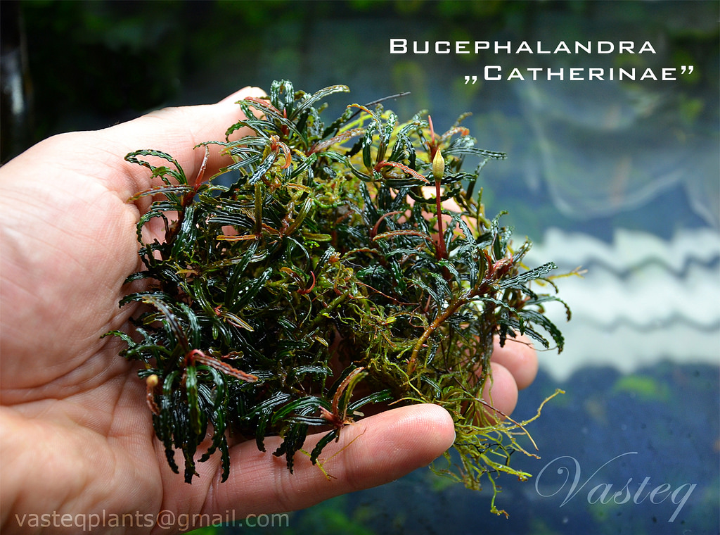8557172198_2b5bda06c8_b - Danh mục các loài Bucep hiện nay - Aquascape & Planted Tank Guide