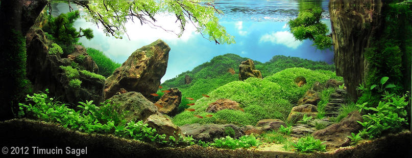 960(1) - Library - Aquascape & Planted Tank Guide