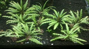 Sawtooth catfish