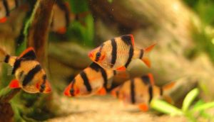 Tiger barb