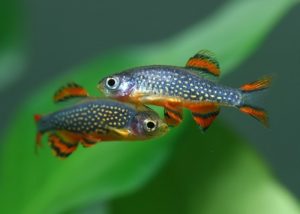 Rasbora (ex. chili / harlequin group)