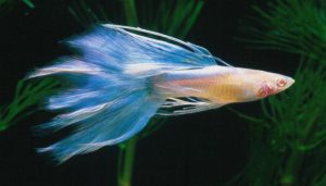 Three-spot gourami