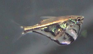 Carnegiella_strigata - Các loài cá thả trong bể thủy sinh - Aquascape & Planted Tank Guide