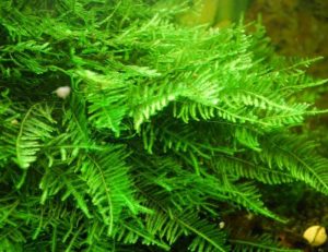 Giáng Sinh - List of aquatic moss types - Aquascape & Planted Tank Guide