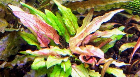 Cryptocoryne_Green_Gecko - List of types of mosses - Aquascape & Planted Tank Guide