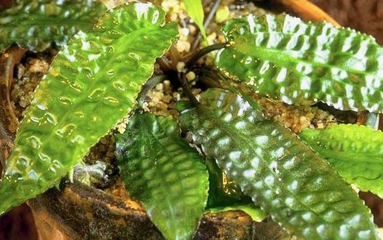 Cryptocoryne_Hundoroi - List of types of mosses - Aquascape & Planted Tank Guide