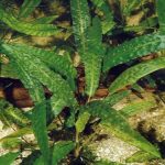 Cryptocoryne affinis - List of types of mosses - Aquascape & Planted Tank Guide