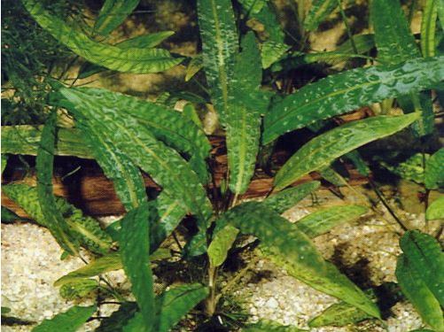 Cryptocoryne affinis - List of types of mosses - Aquascape & Planted Tank Guide