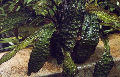 Cryptocoryne bullosa - List of types of mosses - Aquascape & Planted Tank Guide