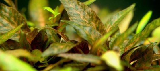 Cryptocoryne_nurii - List of types of mosses - Aquascape & Planted Tank Guide