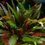 Cryptocoryne_petchii - List of types of mosses - Aquascape & Planted Tank Guide