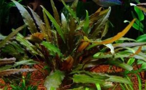 Cryptocoryne_petchii - List of types of mosses - Aquascape & Planted Tank Guide