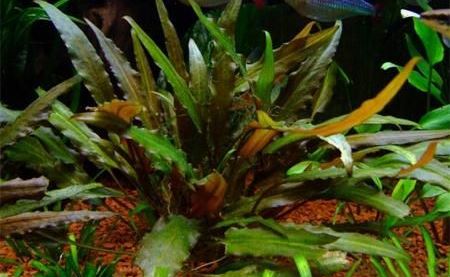Cryptocoryne_petchii - List of types of mosses - Aquascape & Planted Tank Guide