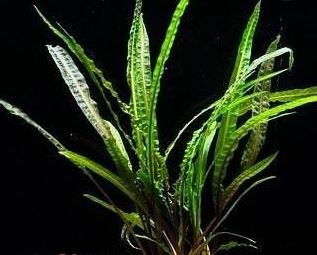 Cryptocoryne_retrospiralis - List of types of mosses - Aquascape & Planted Tank Guide