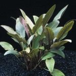 Cryptocoryne_undulata - List of types of mosses - Aquascape & Planted Tank Guide