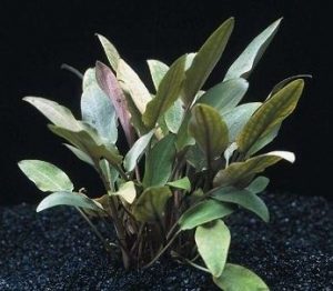 Cryptocoryne_undulata - List of types of mosses - Aquascape & Planted Tank Guide
