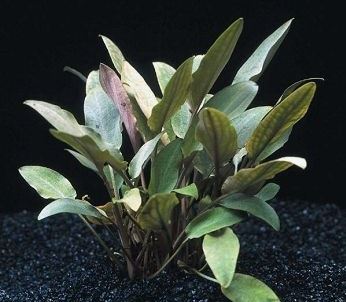 Cryptocoryne_undulata - List of types of mosses - Aquascape & Planted Tank Guide