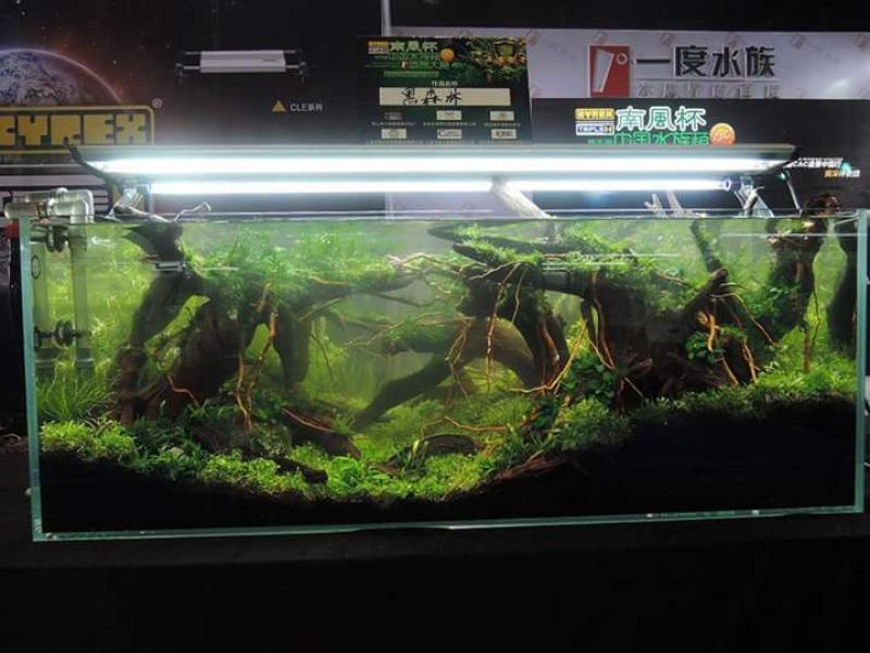 FB_IMG_1436349079735 - Library - Aquascape & Planted Tank Guide
