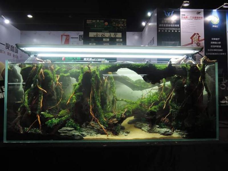 FB_IMG_1436349085554 - Library - Aquascape & Planted Tank Guide