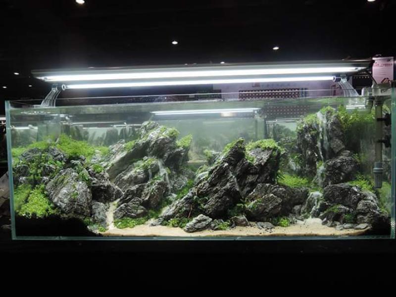 FB_IMG_1436349119755 - Library - Aquascape & Planted Tank Guide