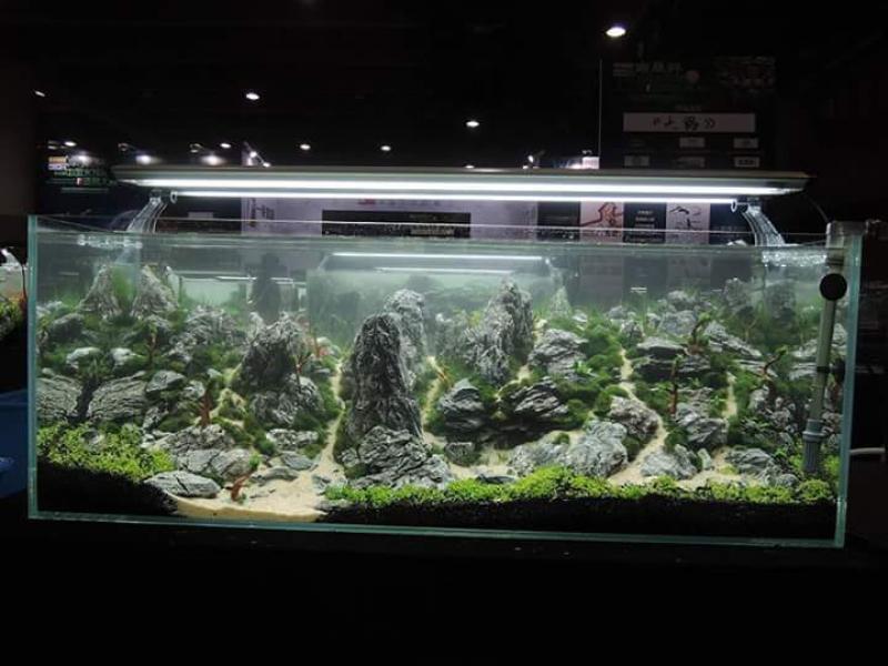 FB_IMG_1436349128378 - Library - Aquascape & Planted Tank Guide