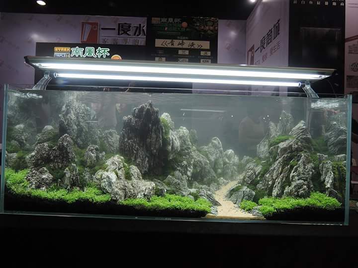 FB_IMG_1436349137877 - Library - Aquascape & Planted Tank Guide