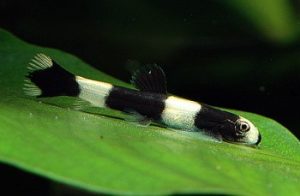 Panda loach