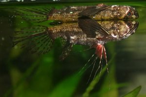 Ha-Noi-Ca-Xinh-ban-ca-buom-chau-Phi-Pantodon-buchholzi-co-dai-hong-diep-3 - Các loài cá thả trong bể thủy sinh - Aquascape & Planted Tank Guide