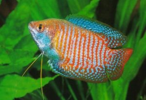 Ha-Noi-Ca-Xinh-ban-ca-canh-sac-gam-Colisa-lalia-Hamilton-4 - Các loài cá thả trong bể thủy sinh - Aquascape & Planted Tank Guide
