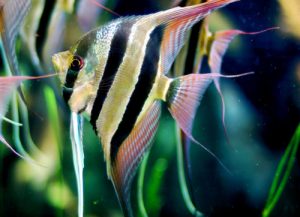 Angelfish (Pterophyllum scalare)