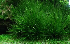 Japanese grass