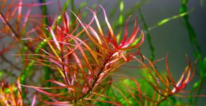 Narrow-leaved pink leaf