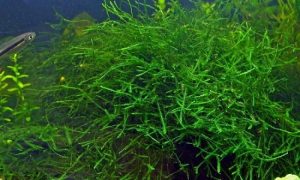 Java-Moss-01 - List of aquatic moss types - Aquascape & Planted Tank Guide