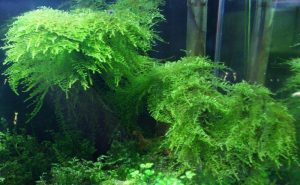 Mini Taiwan Moss - List of aquatic moss types - Aquascape & Planted Tank Guide