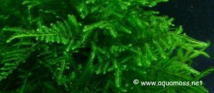 Peacock-Moss-Closeup-Leaves-02 - List of aquatic moss types - Aquascape & Planted Tank Guide