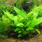Potassium-deficiency-in-Hygrophila-corymbosa-kompakt-by-Grubs-from-aquariumlife-2007-3 - Aquascape & Planted Tank Guide