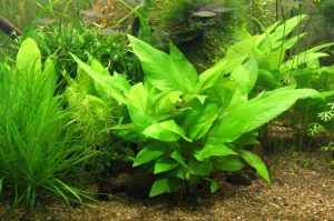 Ferns