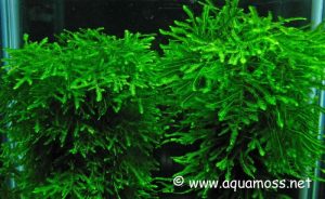 Spiky-Moss-Peacock-Moss-Compare-02 - List of aquatic moss types - Aquascape & Planted Tank Guide