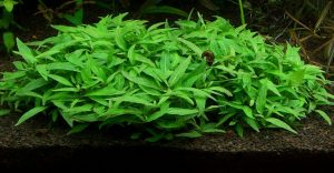 Vietnamese coriander
