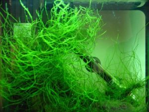 String Moss (Japan Moss) - List of aquatic moss types - Aquascape & Planted Tank Guide