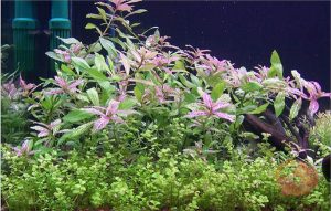 Hygrophila 'Sunset'