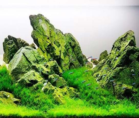 Untitled-1-18 - Flame Moss – Cách trồng và chăm sóc Rêu Lửa! - Aquascape & Planted Tank Guide
