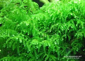 Weeping - List of aquatic moss types - Aquascape & Planted Tank Guide