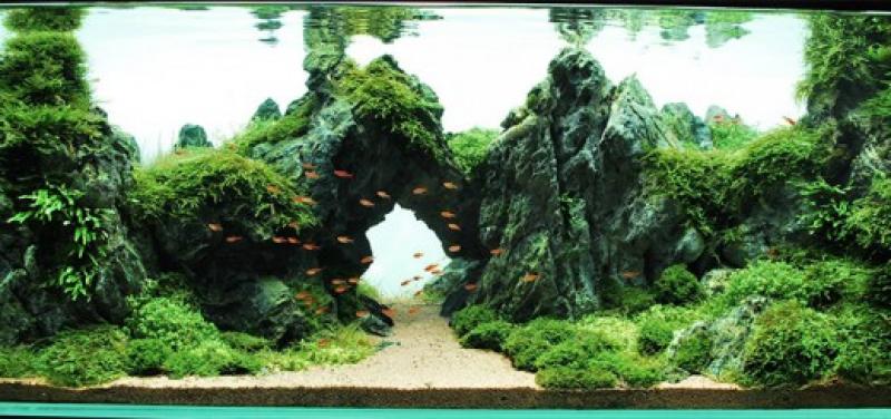 aquascape8-520x245 - Library - Aquascape & Planted Tank Guide