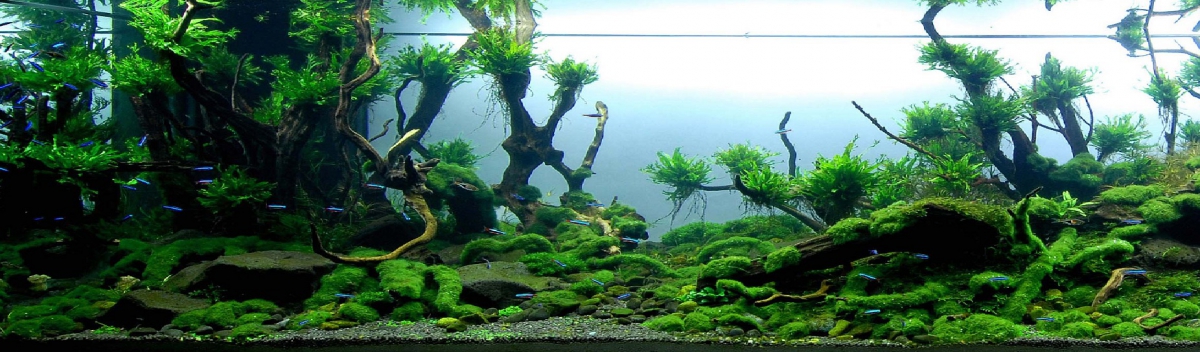 banner - Library - Aquascape & Planted Tank Guide
