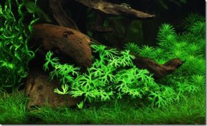Horned watercress