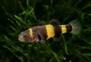 ca-bong-mat-tre - Các loài cá thả trong bể thủy sinh - Aquascape & Planted Tank Guide