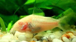 ca-chuot-trang - Các loài cá thả trong bể thủy sinh - Aquascape & Planted Tank Guide