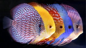 Discus (Symphysodon)