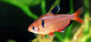 Corydoras aeneus (bronze cory)